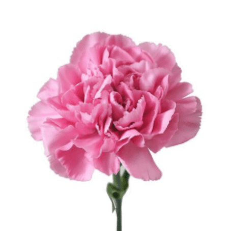 Carnations for Mother’s Day – Saint Catherine Labouré Catholic Parish